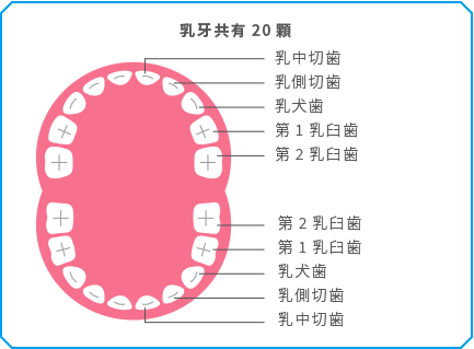 乳牙共有20顆 