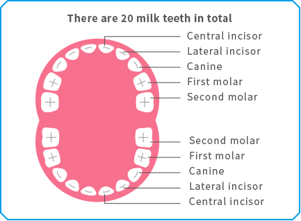 There are 20 milk teeth in total 