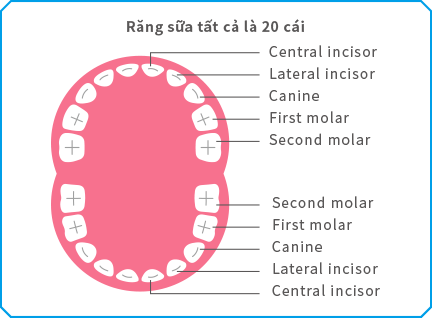 Răng sữa tất cả là 20 cái 